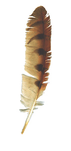 Feder als Symbol